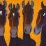 Foals #34 - 2014