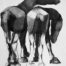 Drawing of a pair of horses
